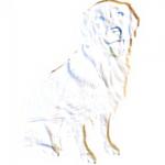 Bild zum Artikel: Rescue-Reiki for Dogs, Reiki, Ferneinweihung