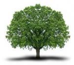 Bild zum Artikel: Der Baum der Erkenntnis, Reiki, Ferneinweihung