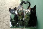 Bild zum Artikel: Cat-Reiki, Ferneinweihung