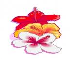 Bild zum Artikel: Aloha Reiki, Ferneinweihung